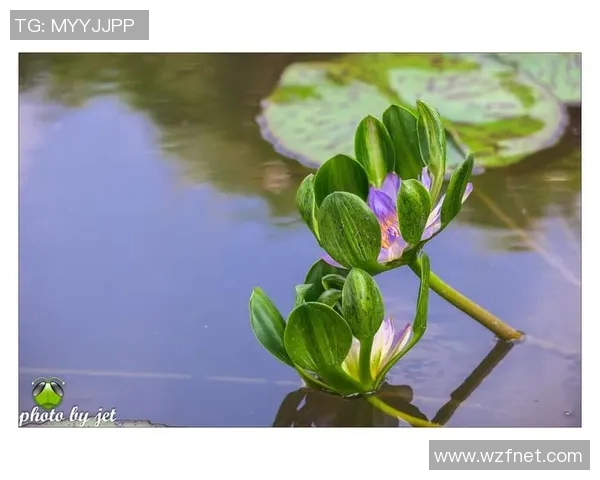 盛夏时节邂逅足球明星的奇妙旅程与难忘瞬间